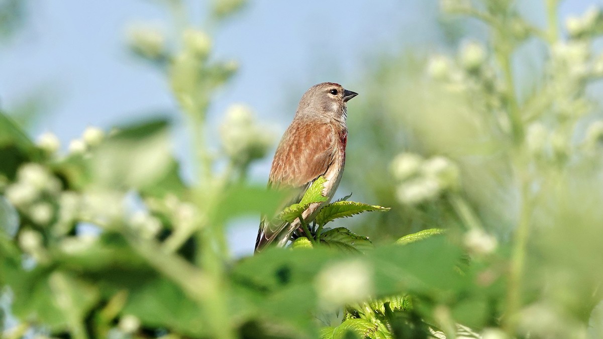 Eurasian Linnet - Hans-Jürgen Kühnel