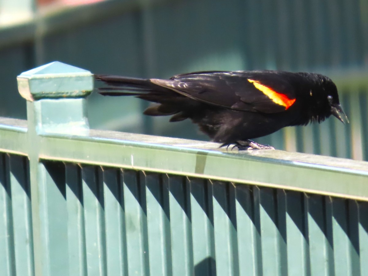 Red-winged Blackbird - Patrick O'Driscoll
