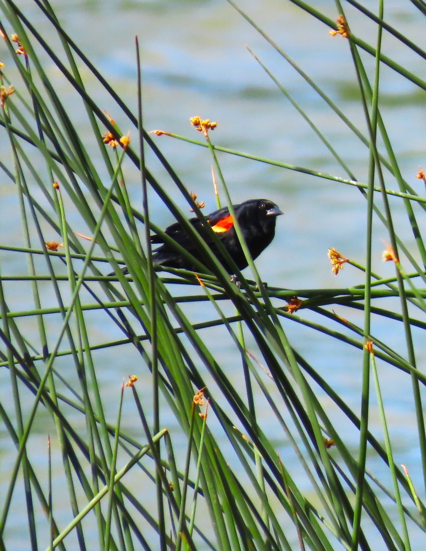 Red-winged Blackbird - Patrick O'Driscoll