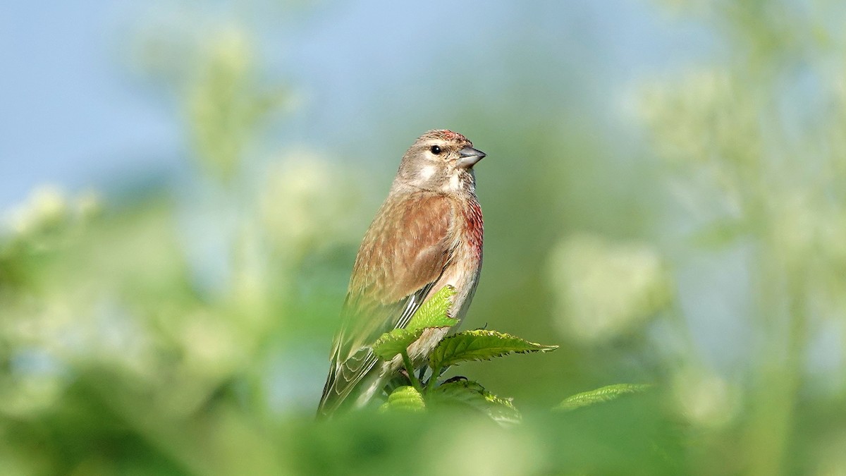 Eurasian Linnet - Hans-Jürgen Kühnel