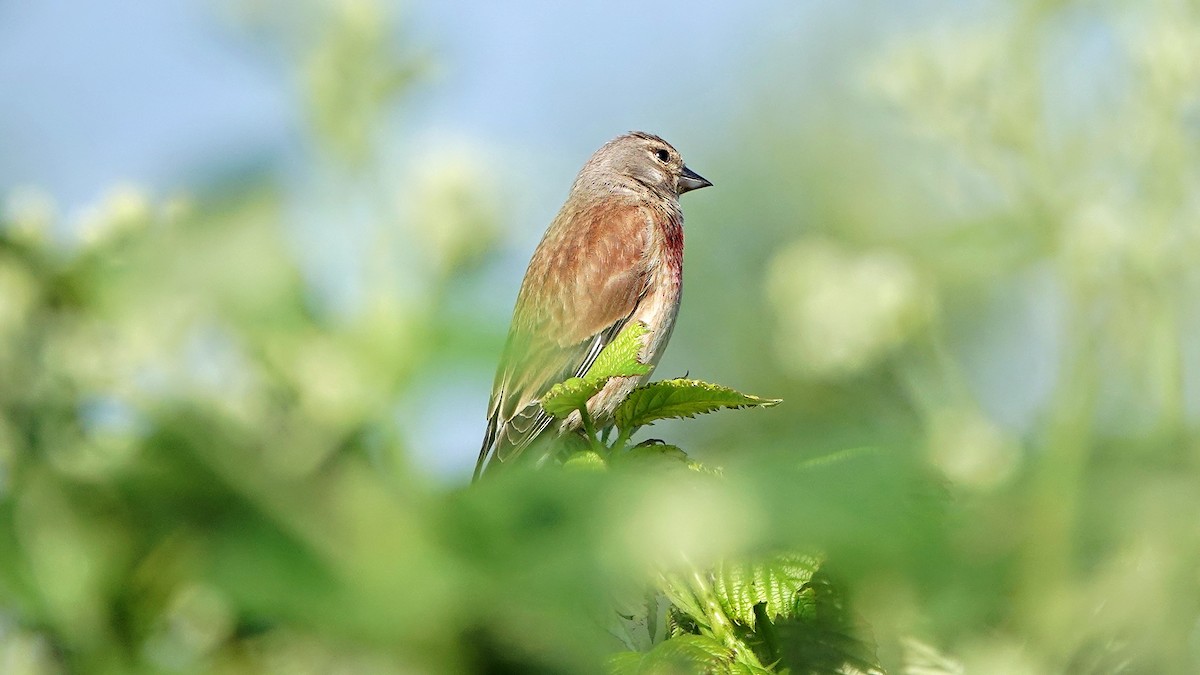 Eurasian Linnet - Hans-Jürgen Kühnel