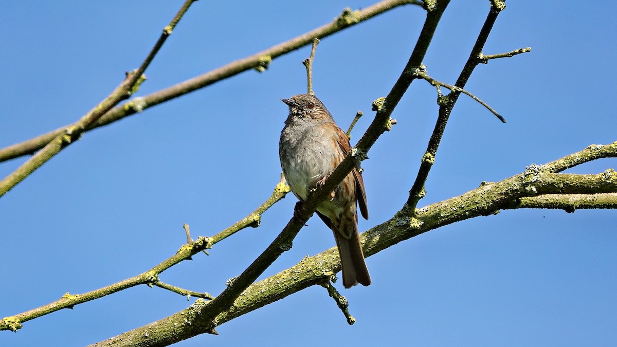 Dunnock - Hans-Jürgen Kühnel