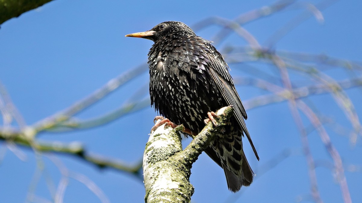 European Starling - Hans-Jürgen Kühnel