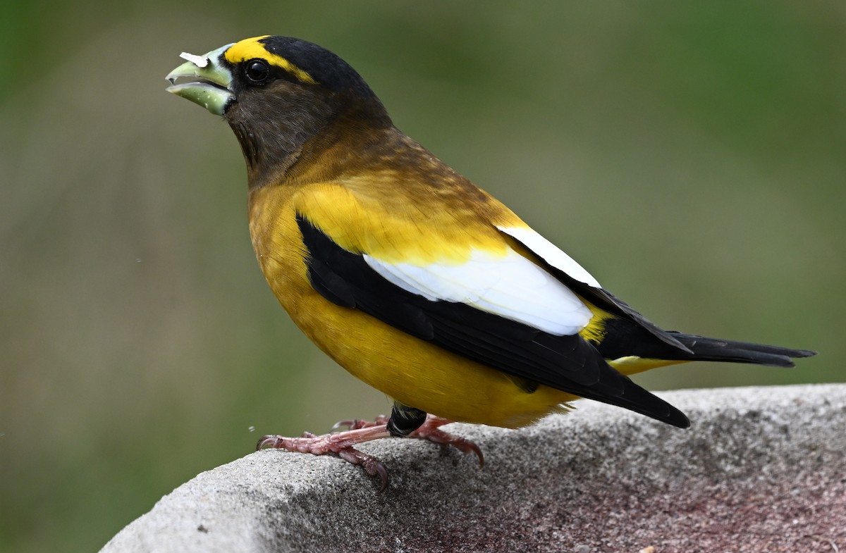 Evening Grosbeak - James Markham