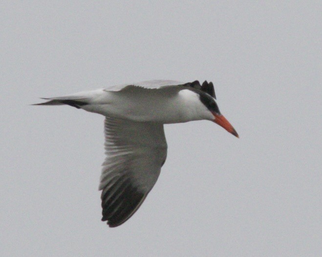 Caspian Tern - Dave Bengston