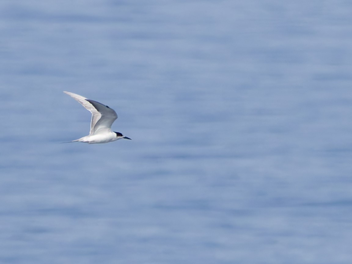 Common Tern - Adrian Constantino