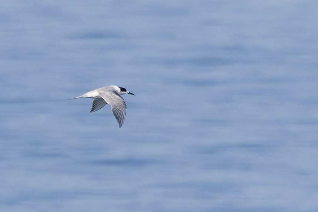Common Tern - Adrian Constantino