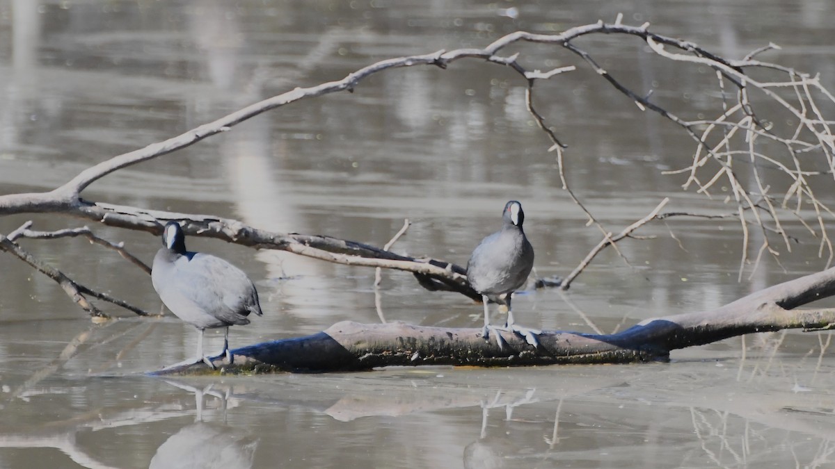 Eurasian Coot - Michael Louey