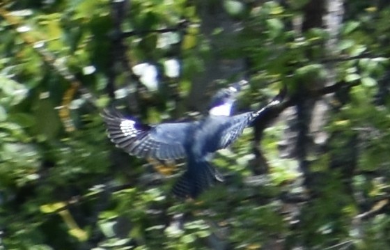 Belted Kingfisher - Tser Supalla