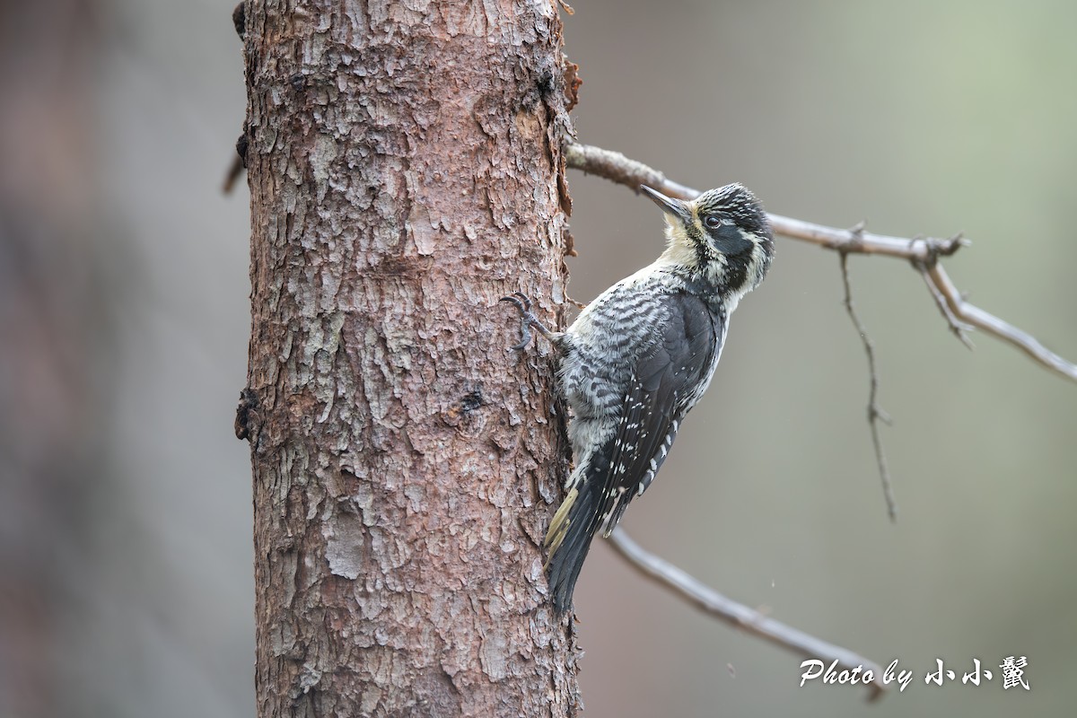 American Three-toed Woodpecker (Northwest) - Hanyang Ye