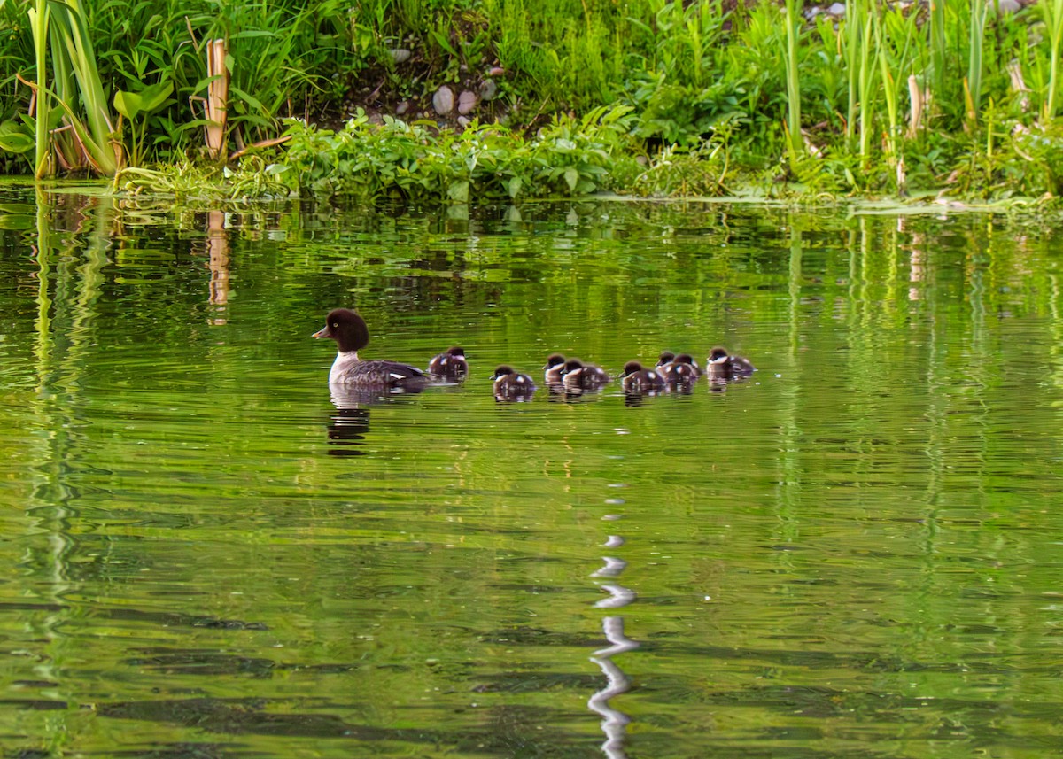 Barrow's Goldeneye - Larry Joseph