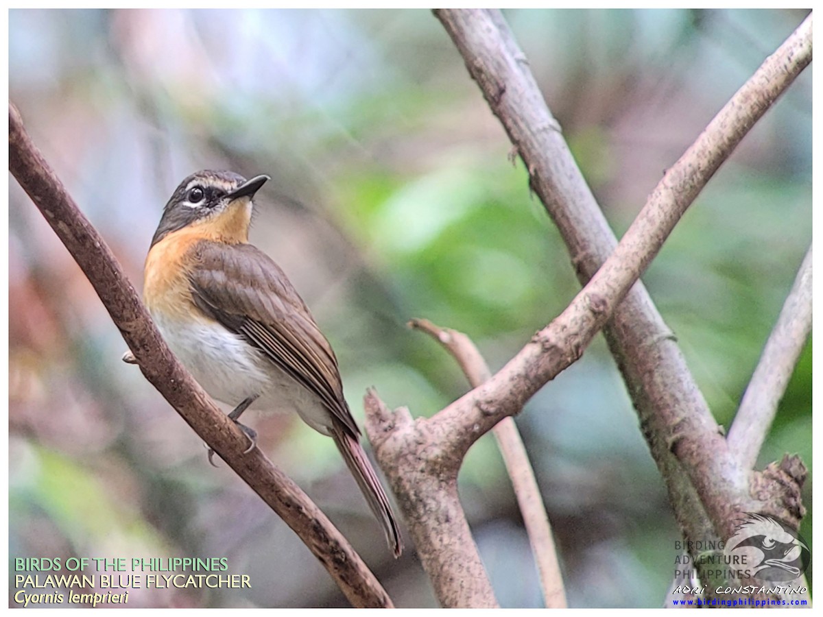 Palawan Blue Flycatcher - Adrian Constantino