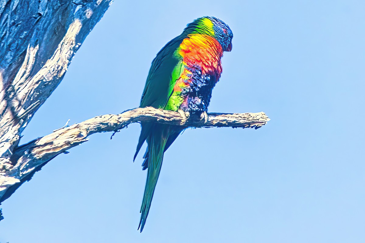 Rainbow Lorikeet - Alfons  Lawen