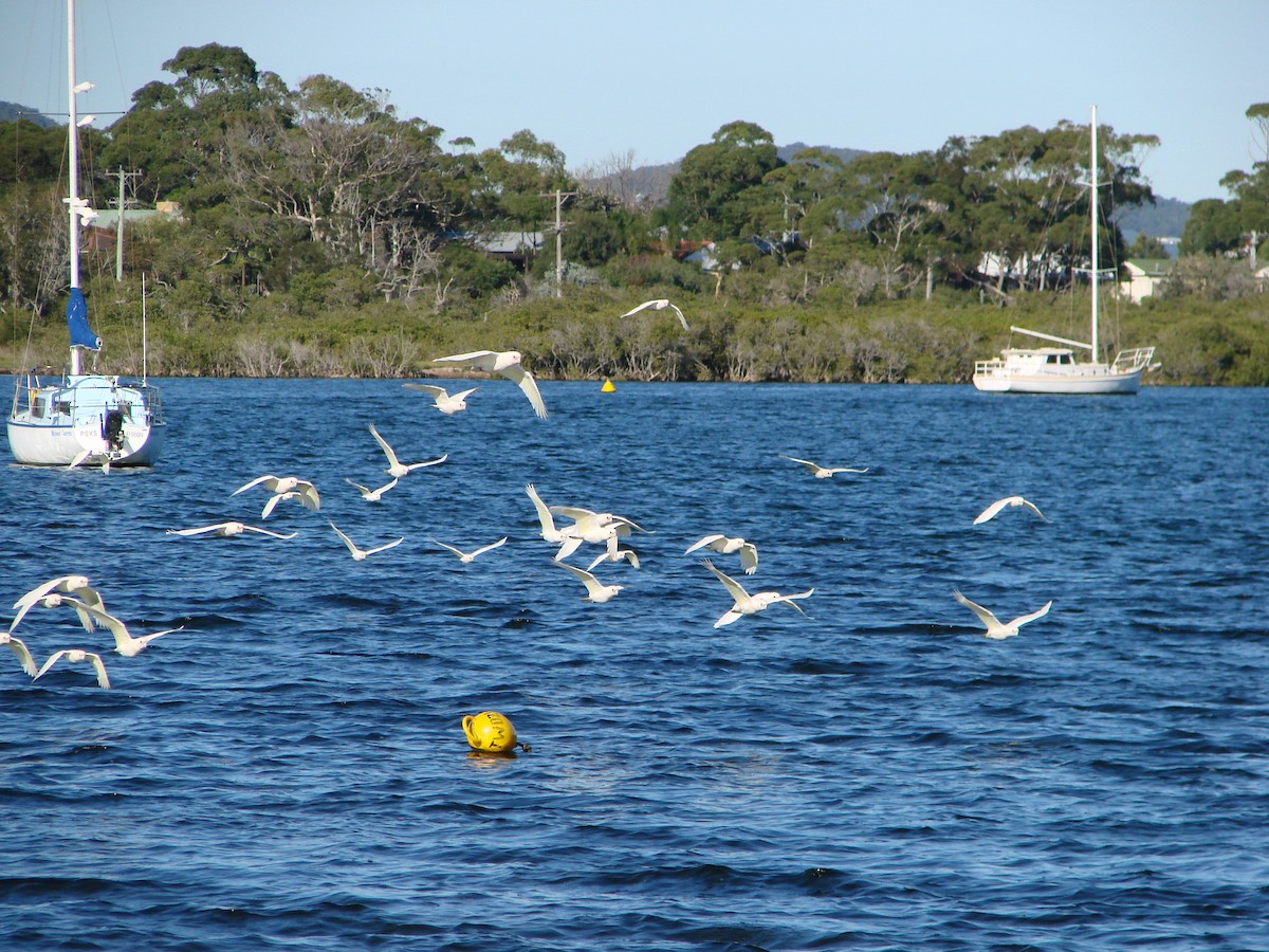 Little Corella - Andrew Bishop