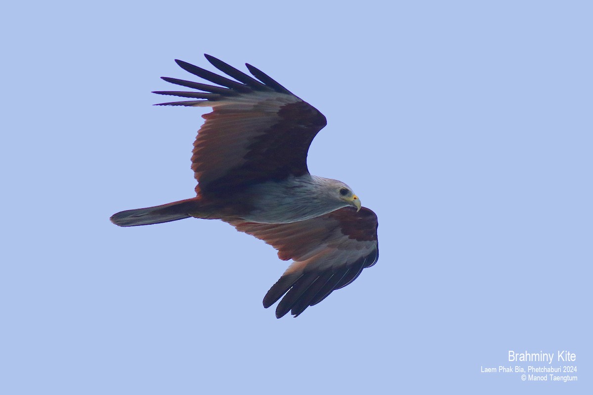 Brahminy Kite - Manod Taengtum