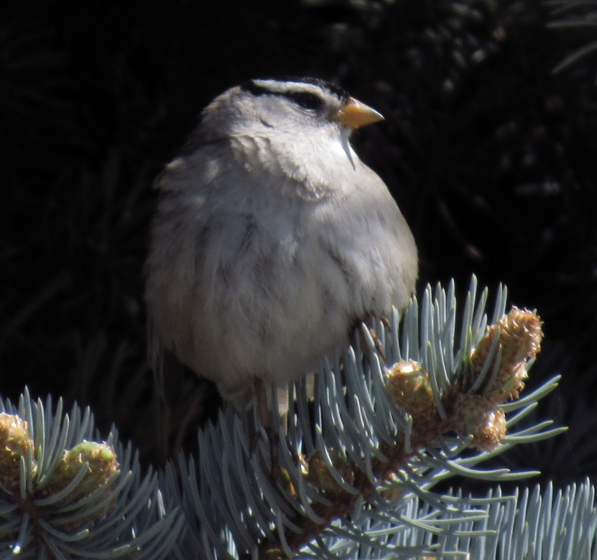 White-crowned Sparrow - damon taylor