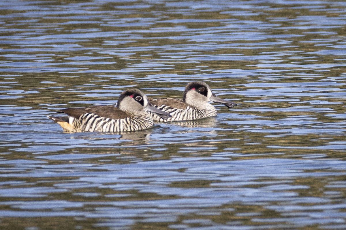 Pink-eared Duck - ML619661524