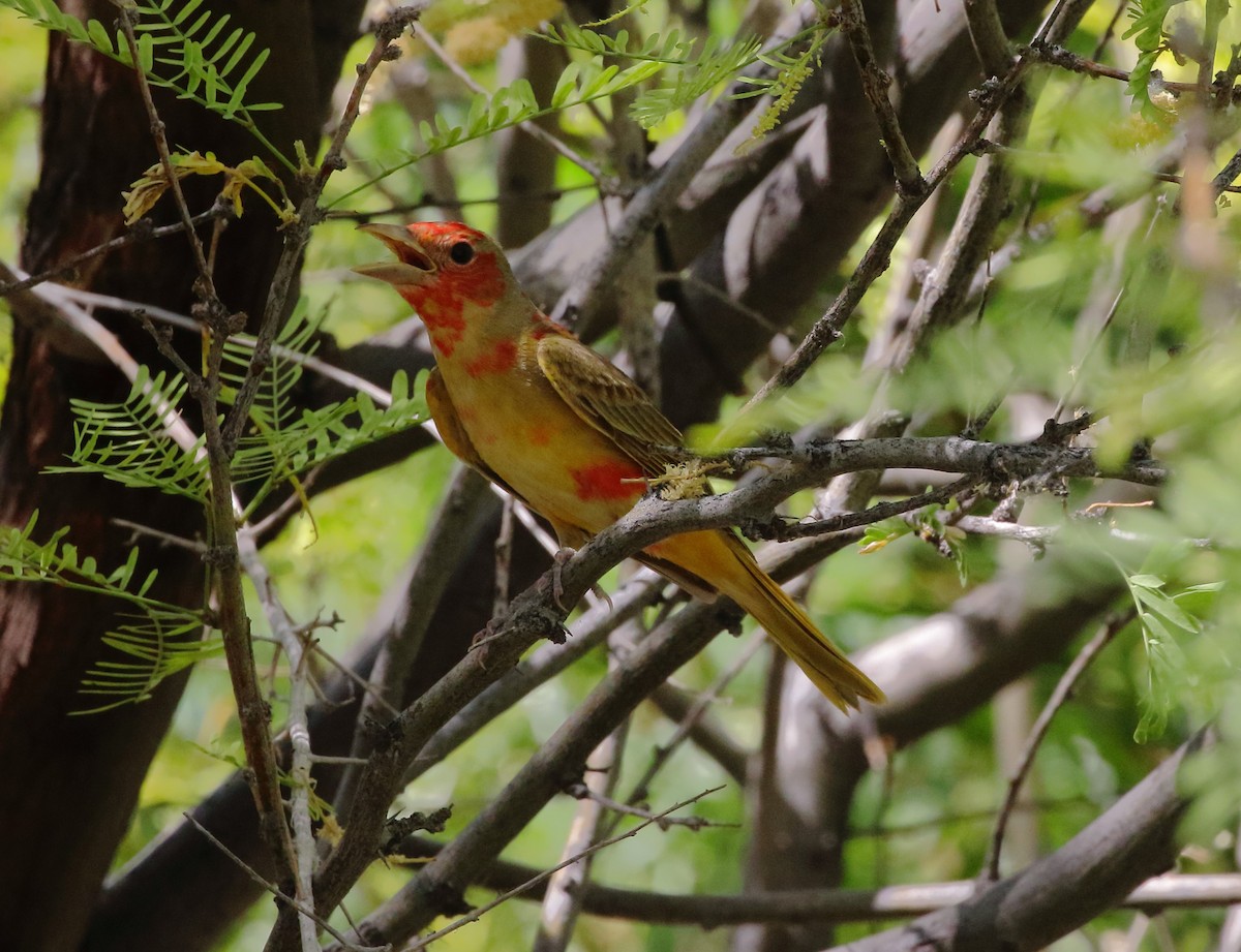 Summer Tanager - ML619661525