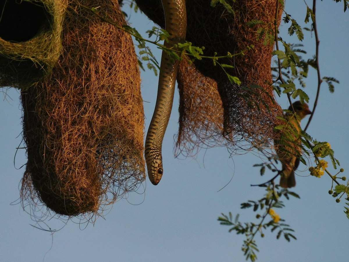 Baya Weaver - Bhargav P