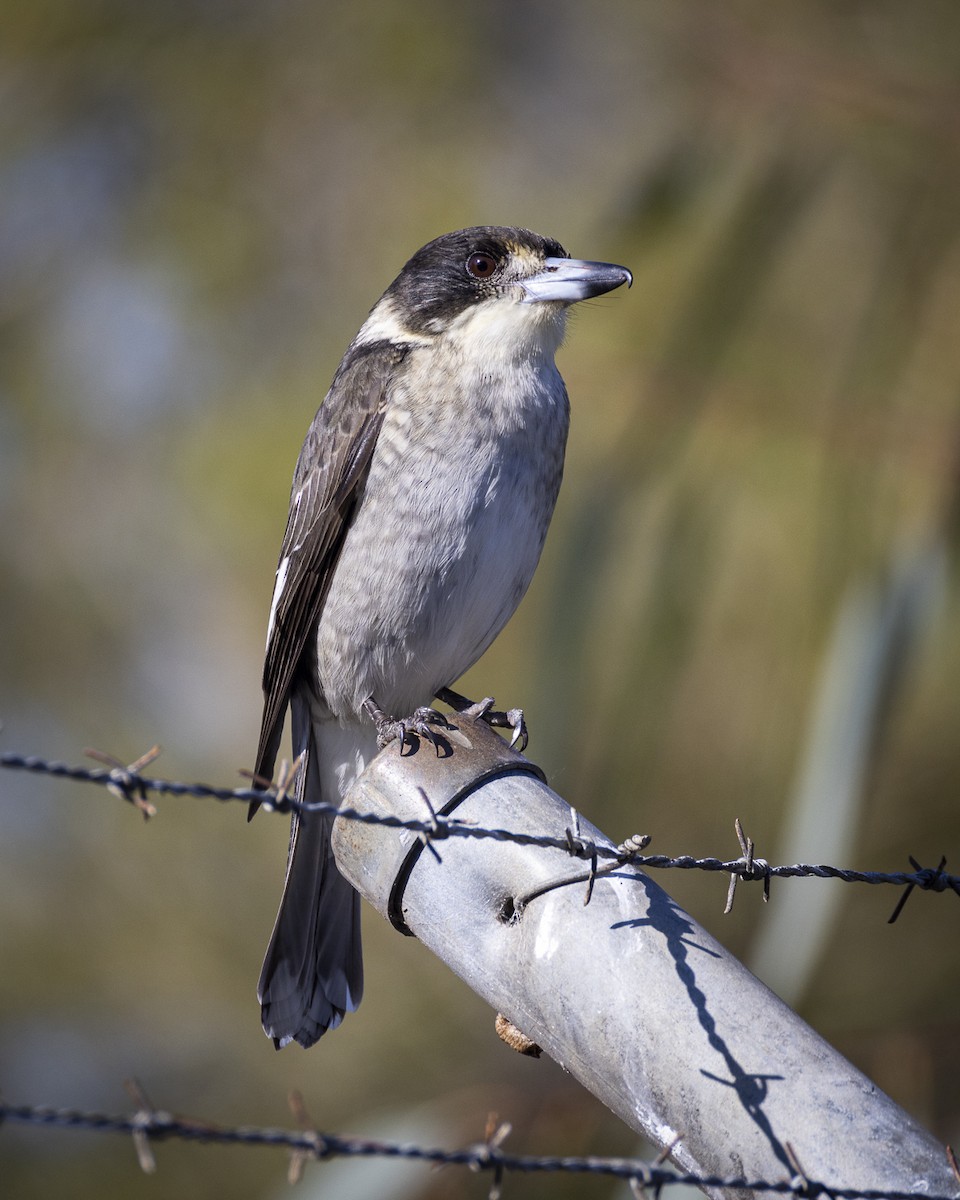 Gray Butcherbird - Ron` Waters