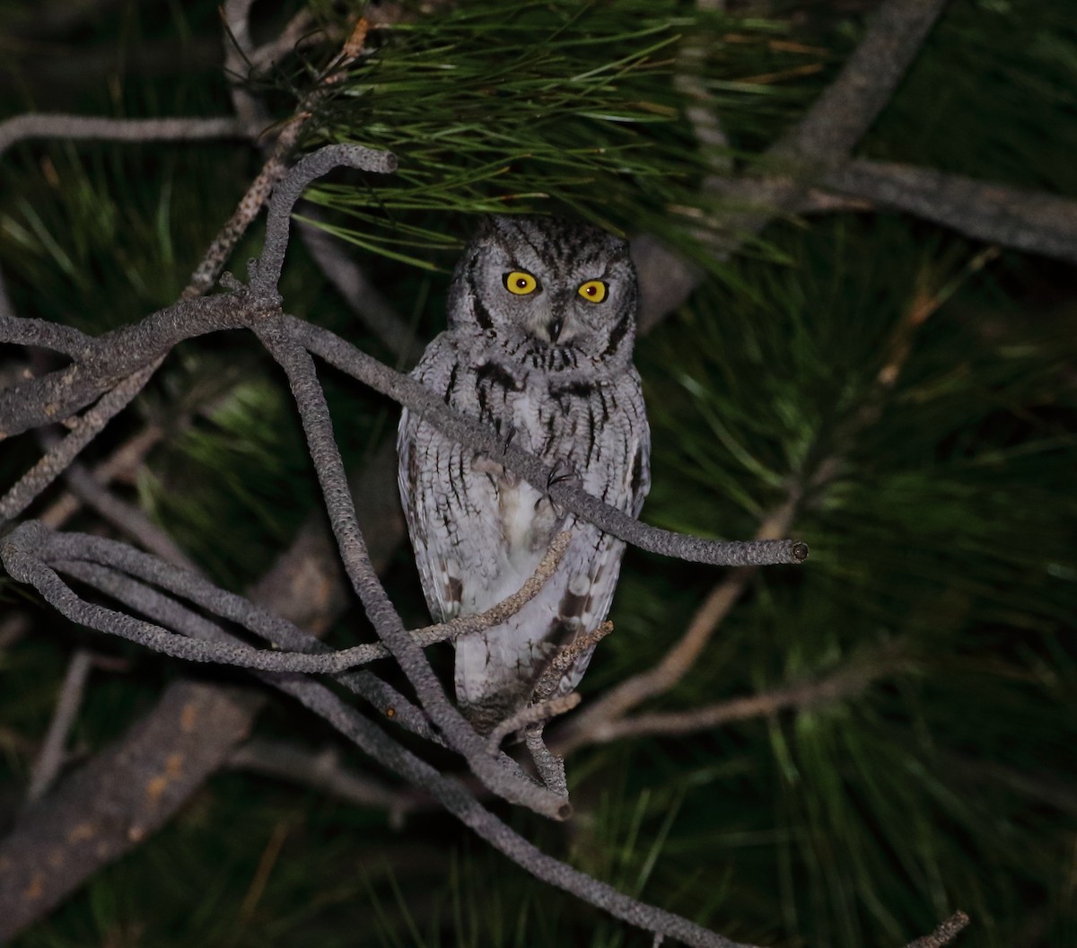 Western Screech-Owl - Rob Lowry