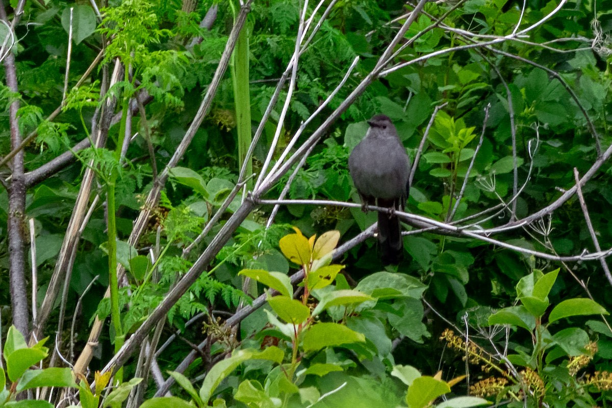 Gray Catbird - Phil Kahler