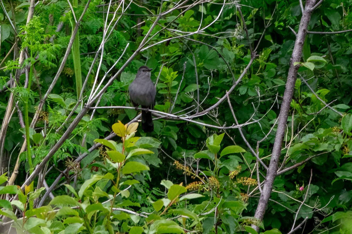 Gray Catbird - ML619661540