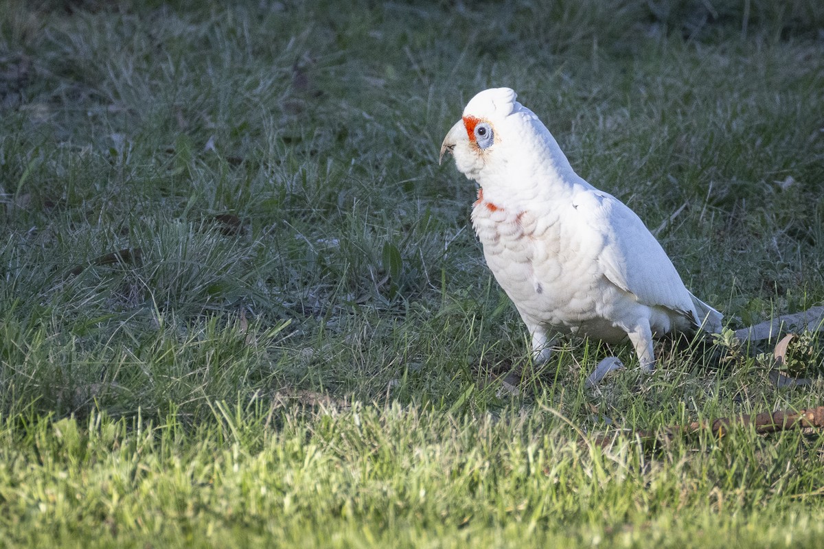 Long-billed Corella - Ron` Waters