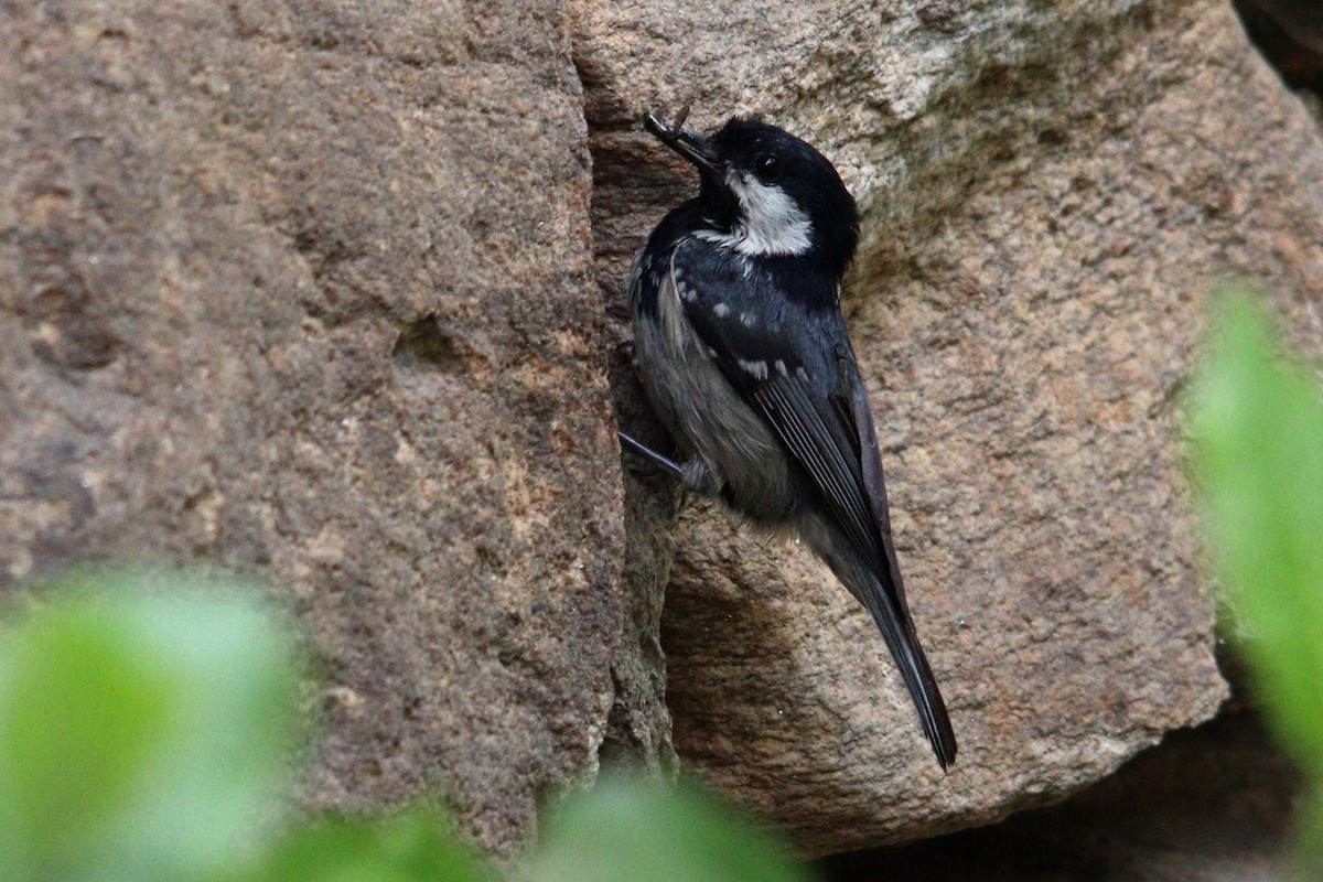 Coal Tit - Vladimira Babincová