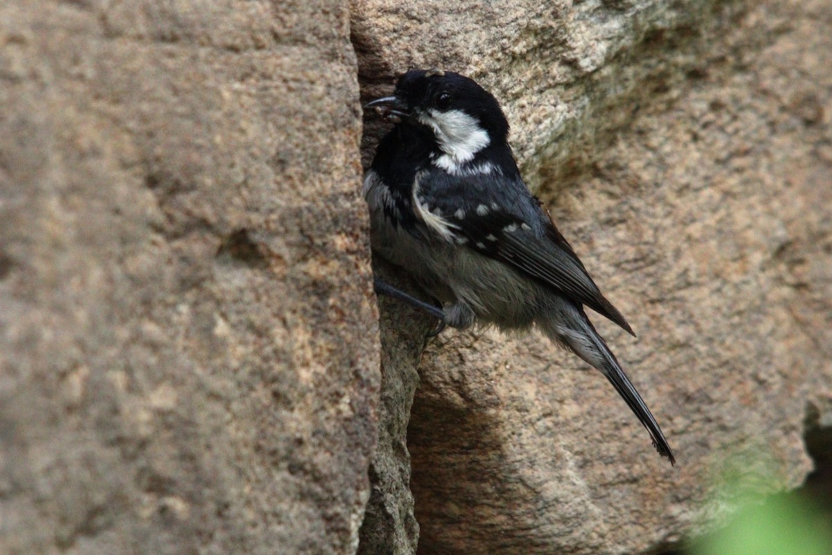 Coal Tit - Vladimira Babincová