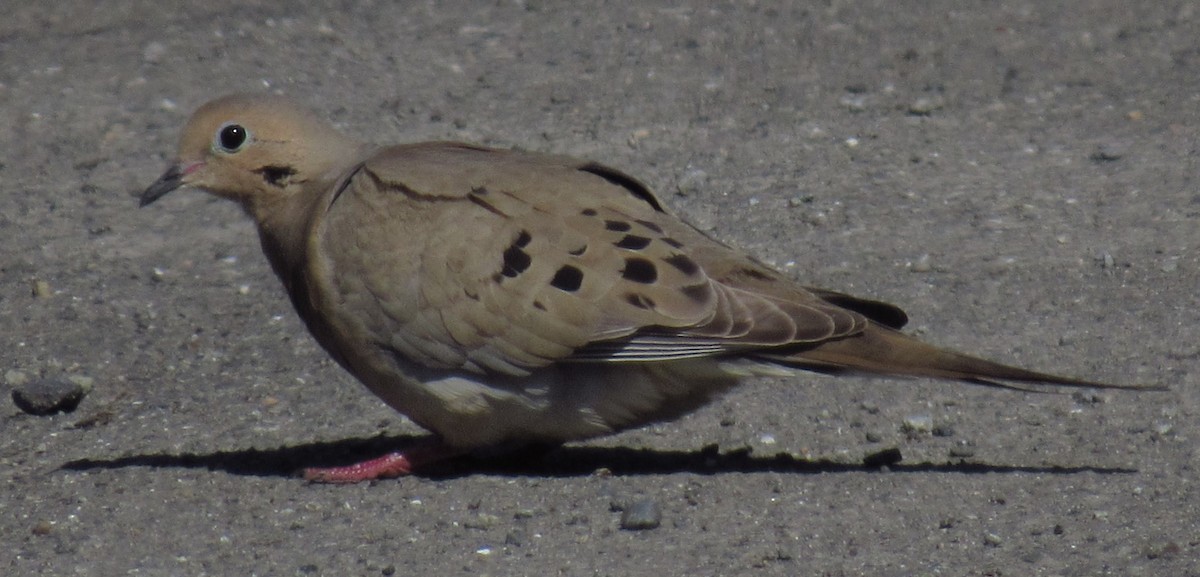 Mourning Dove - damon taylor