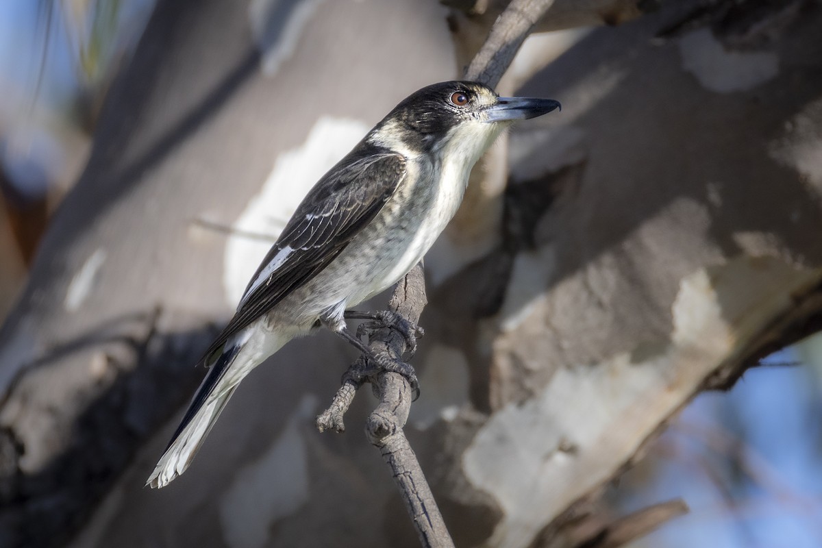 Gray Butcherbird - Ron` Waters