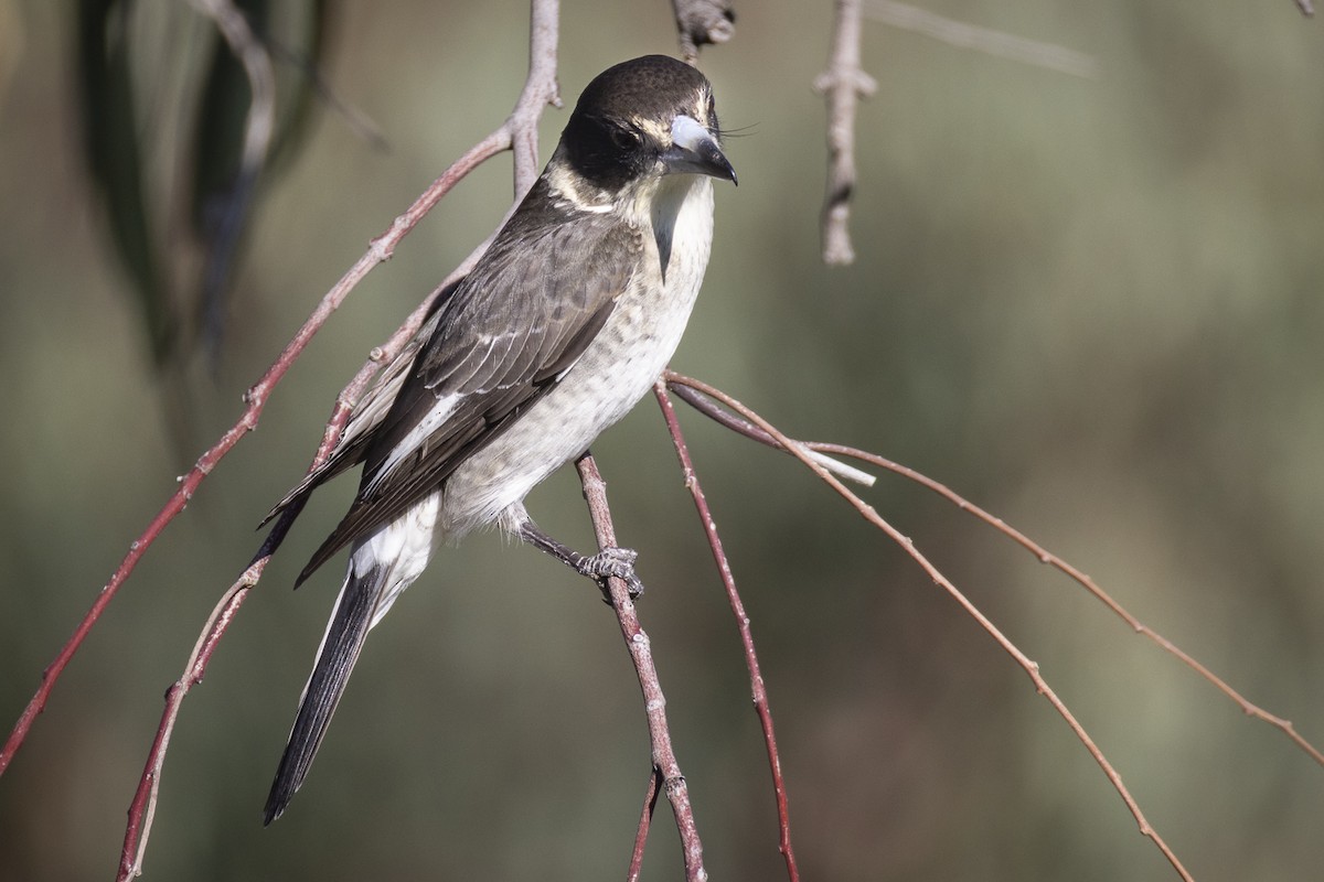 Gray Butcherbird - Ron` Waters