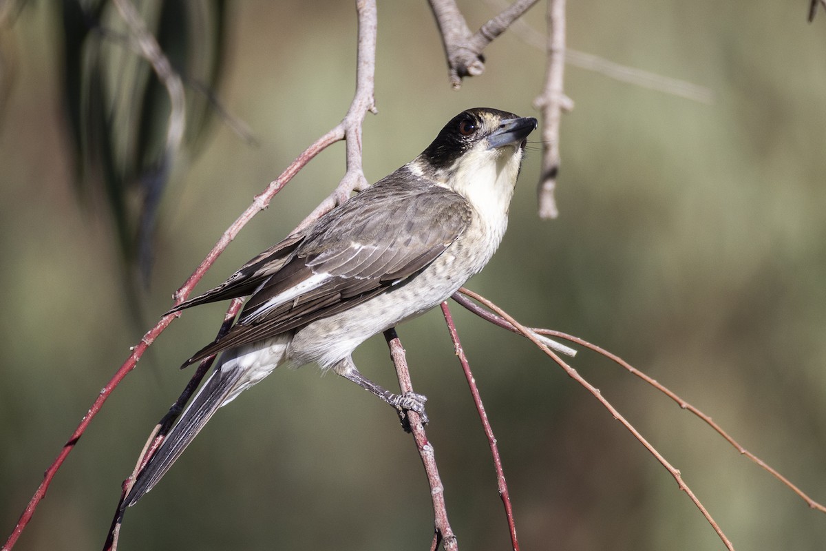 Gray Butcherbird - Ron` Waters