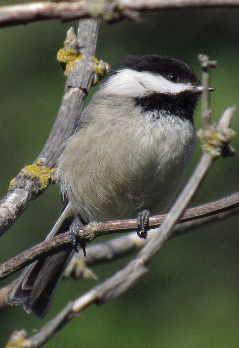 Black-capped Chickadee - damon taylor