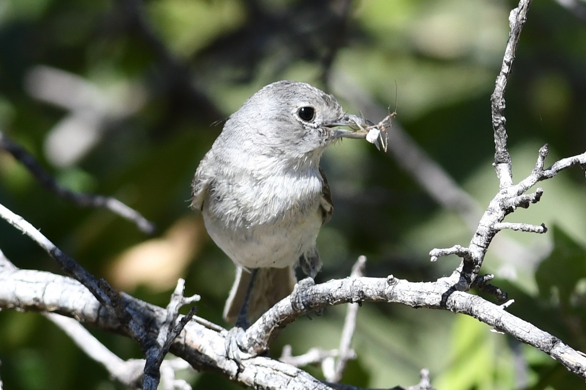 Gray Vireo - Peter DeGennaro