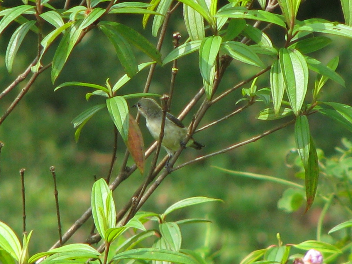 Scarlet-backed Flowerpecker - Samiran  Jha