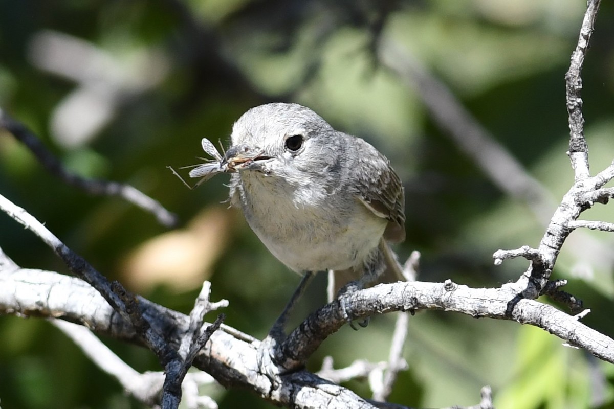 Gray Vireo - Peter DeGennaro