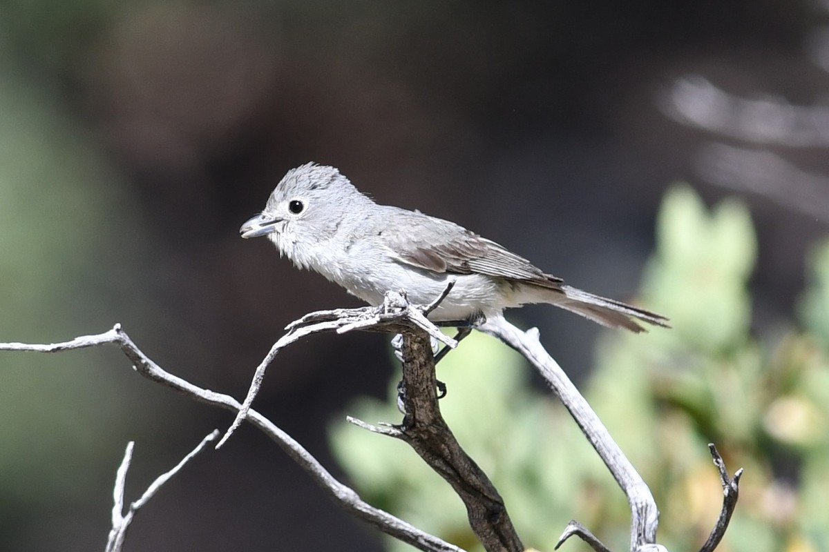 Gray Vireo - Peter DeGennaro