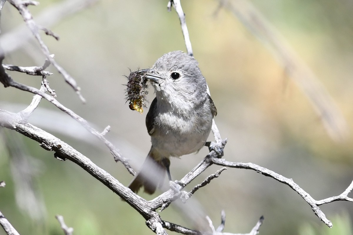 Gray Vireo - Peter DeGennaro