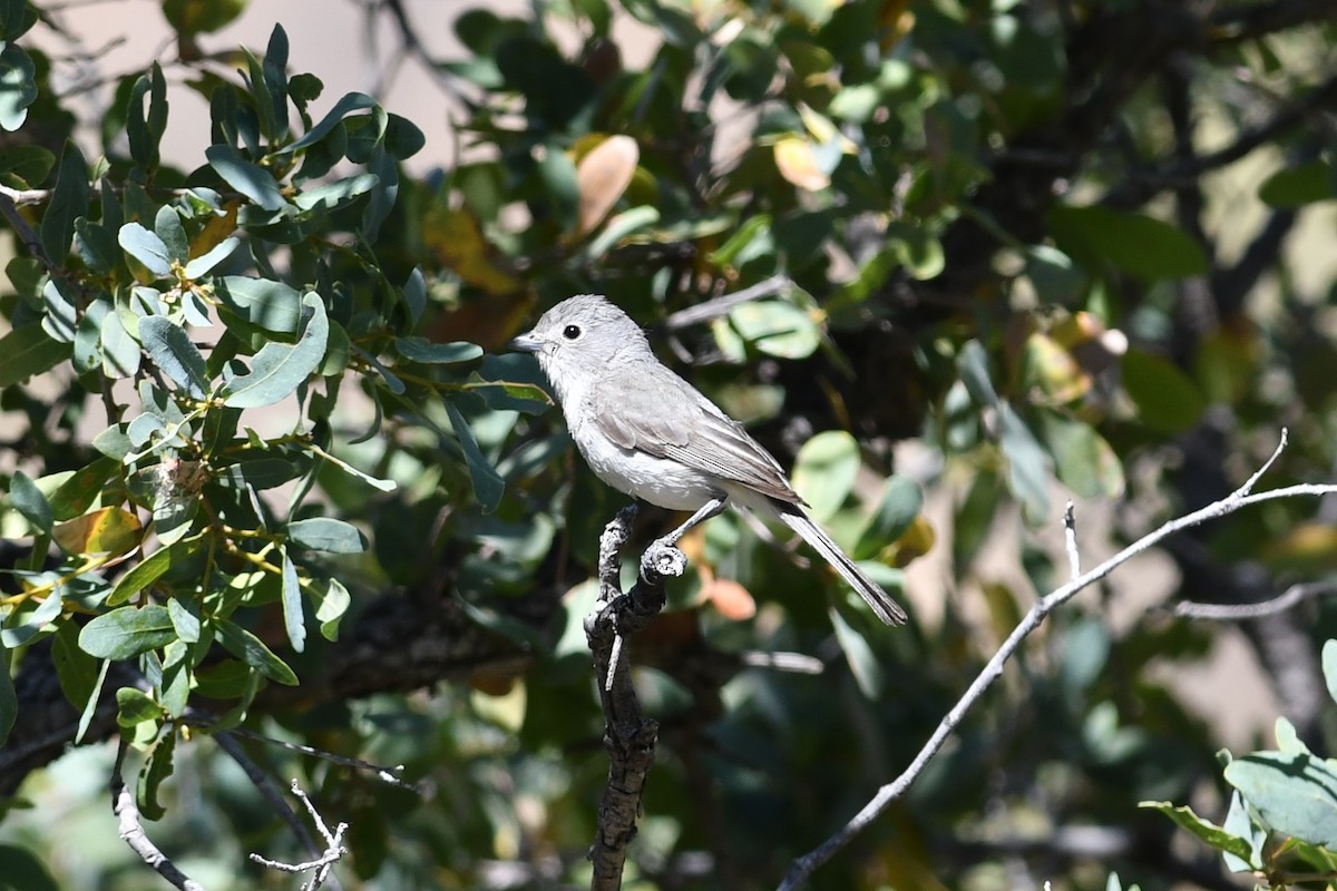 Gray Vireo - Peter DeGennaro