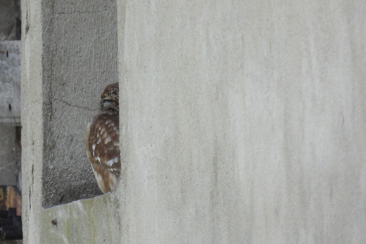 Little Owl - Beata Prusak