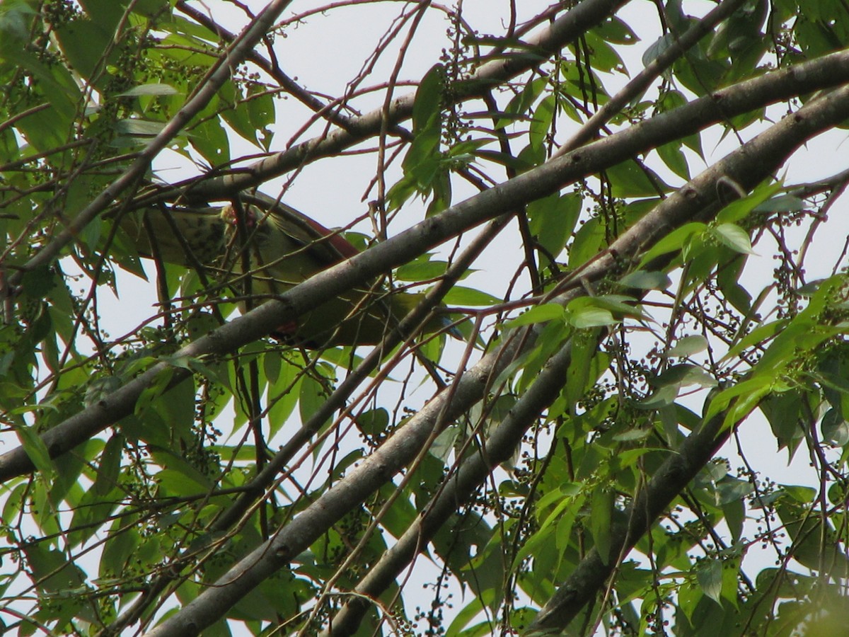 Wedge-tailed Green-Pigeon - Samiran  Jha