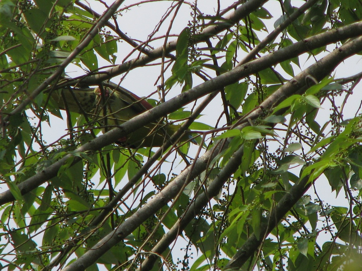 Wedge-tailed Green-Pigeon - ML619661582