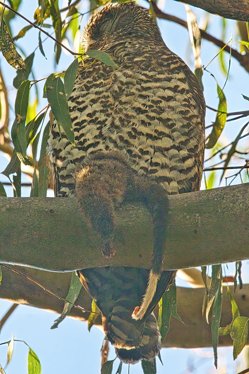 Powerful Owl - Alfons  Lawen