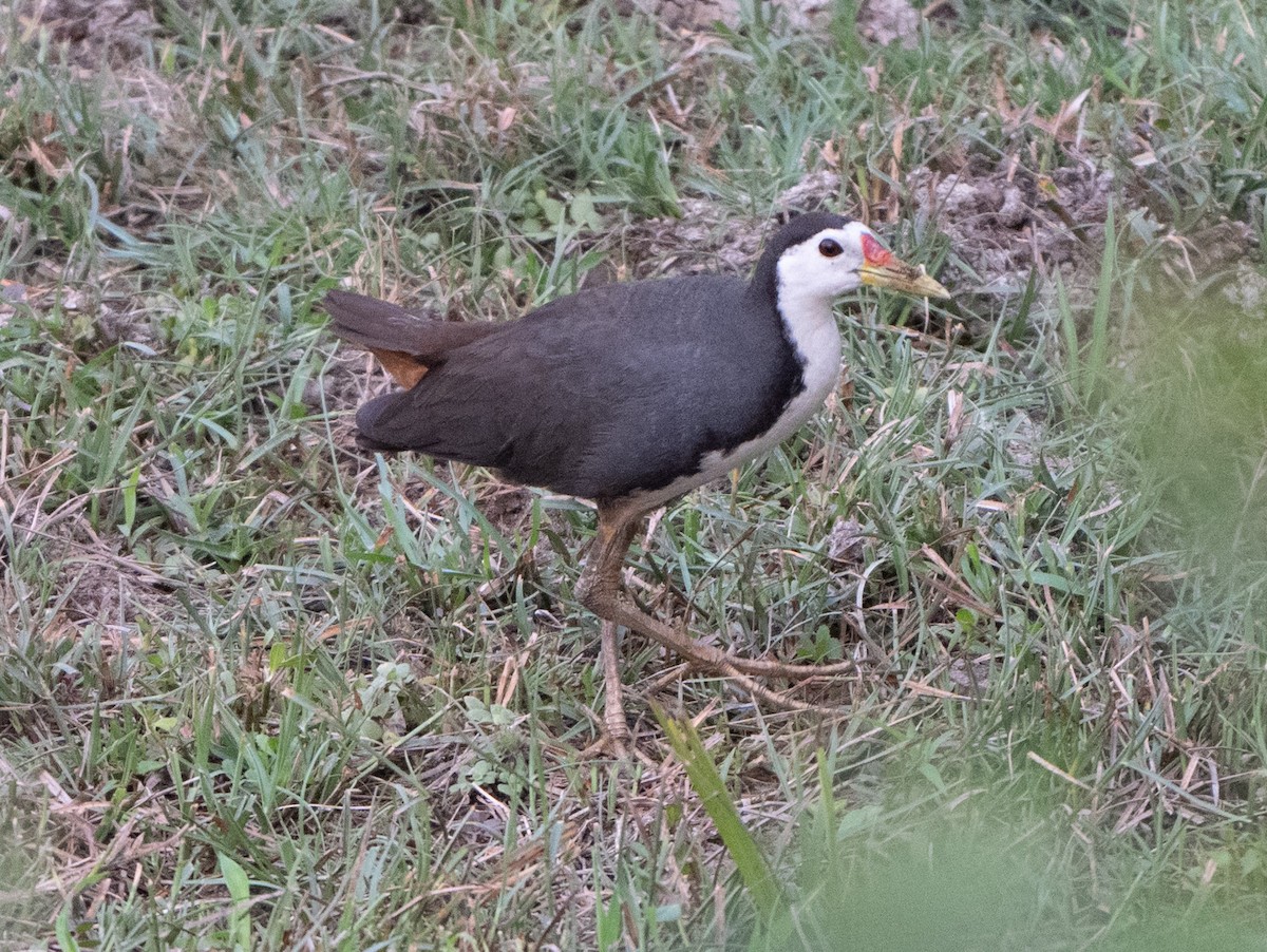 White-breasted Waterhen - Jagdish Jatiya