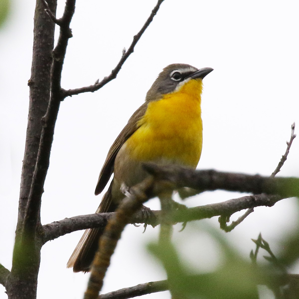 Yellow-breasted Chat - Marlene Cashen