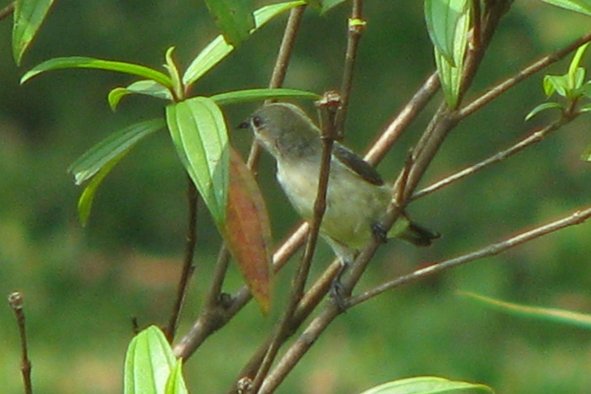 Scarlet-backed Flowerpecker - ML619661590