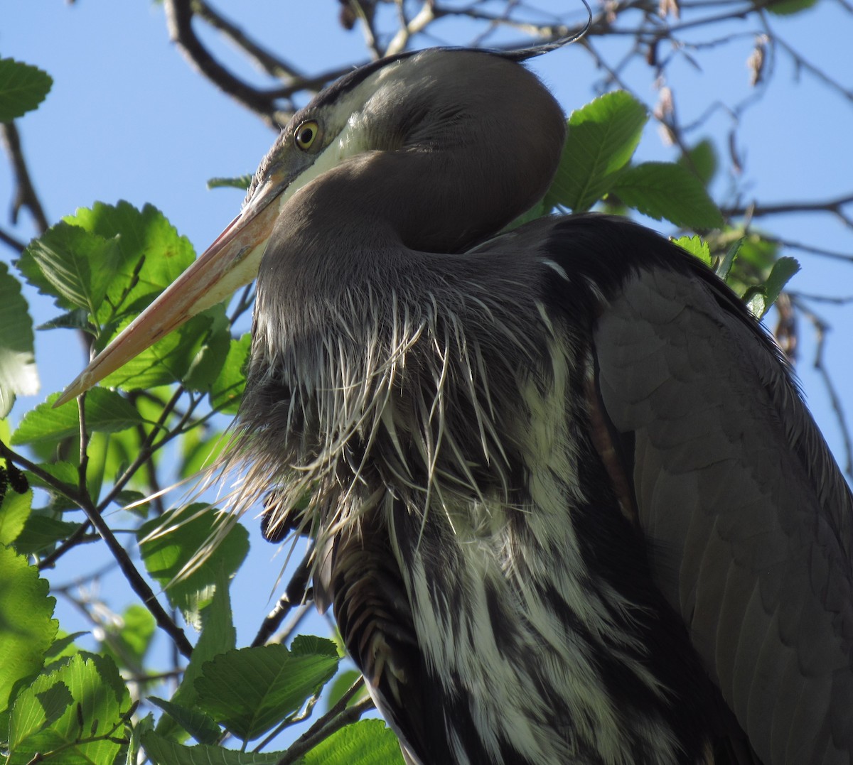 Great Blue Heron - damon taylor