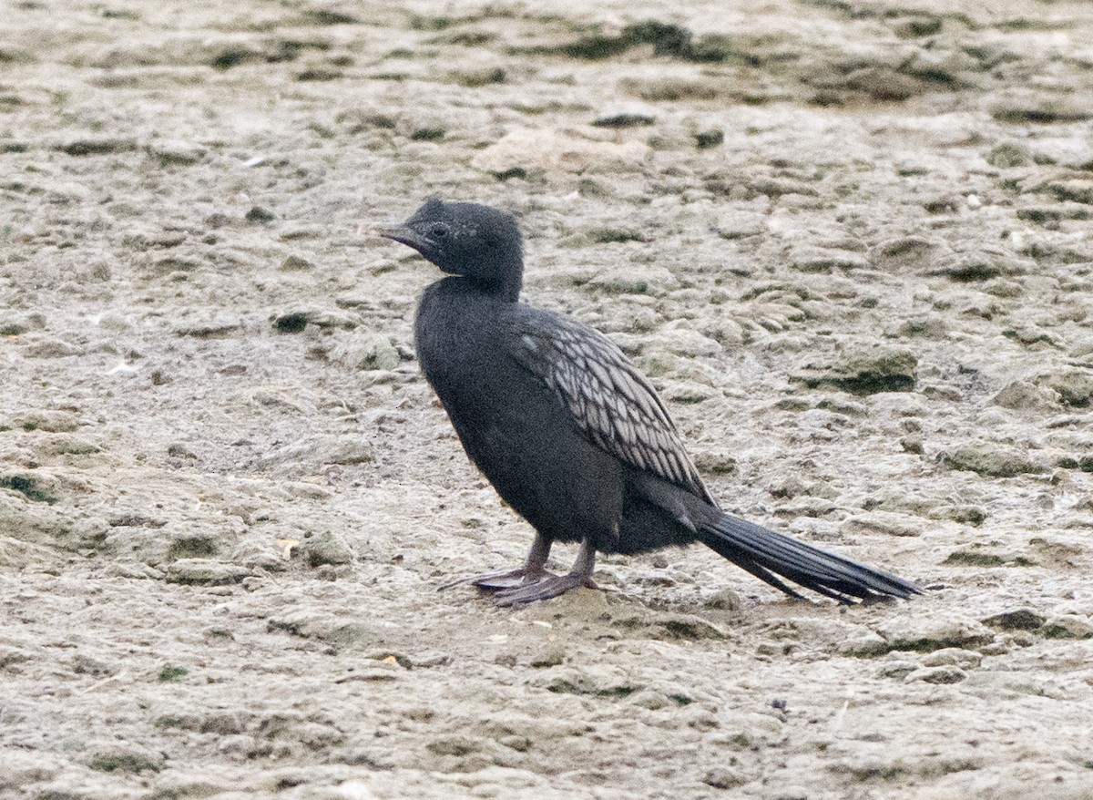 Little Cormorant - Jagdish Jatiya